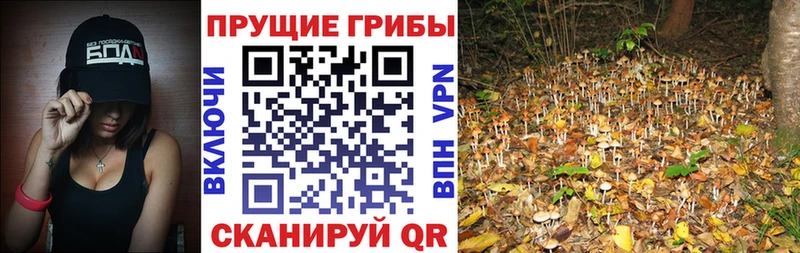 hydra ссылки  Мышкин  Галлюциногенные грибы Magic Shrooms 