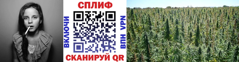 как найти закладки  Мышкин  Бошки марихуана THC 21% 